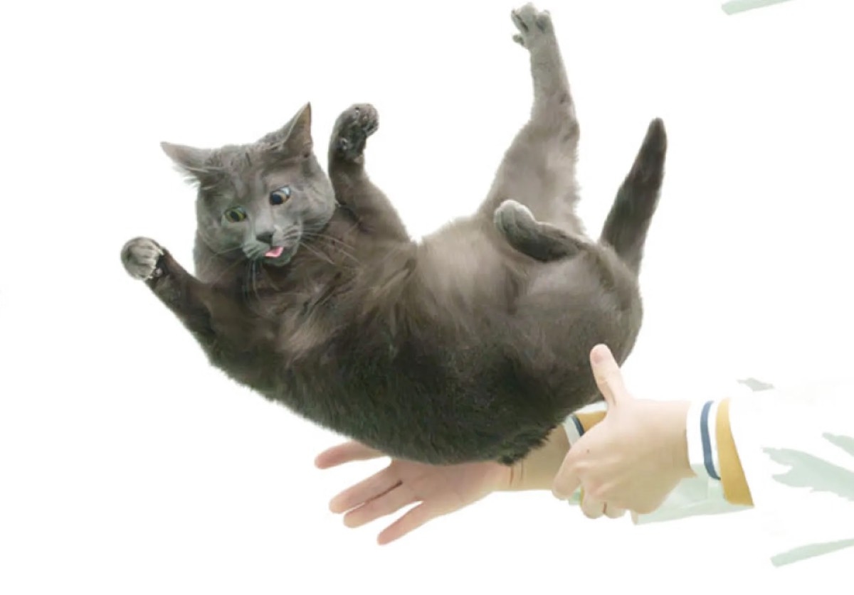 Учёные объяснили, почему кошки всегда приземляются на лапы