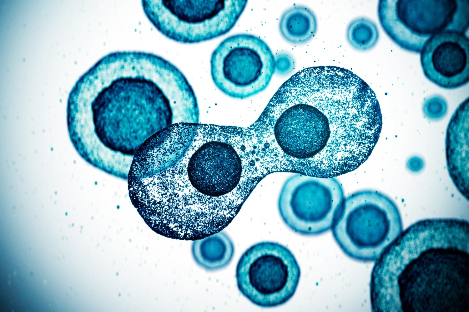 Учёные установили, что клетки тела обладают памятью — возможно, следовательно сознание существует во всём теле