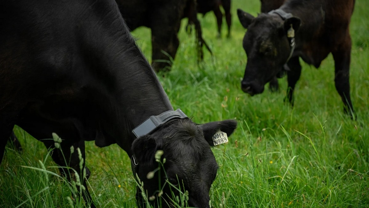 Владелец Palantir инвестировал в стартап-компания по производству умных ошейников для коров Halter