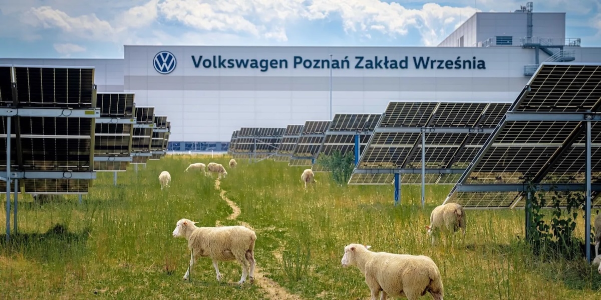 Volkswagen поручила стаду овец уход за газоном под тысячами солнечных панелей