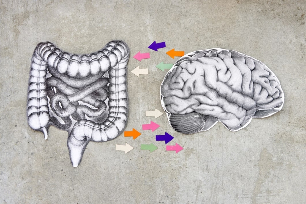 Учёные нашли корреляцию между работой кишечника и мозга – правда, пока у мышей