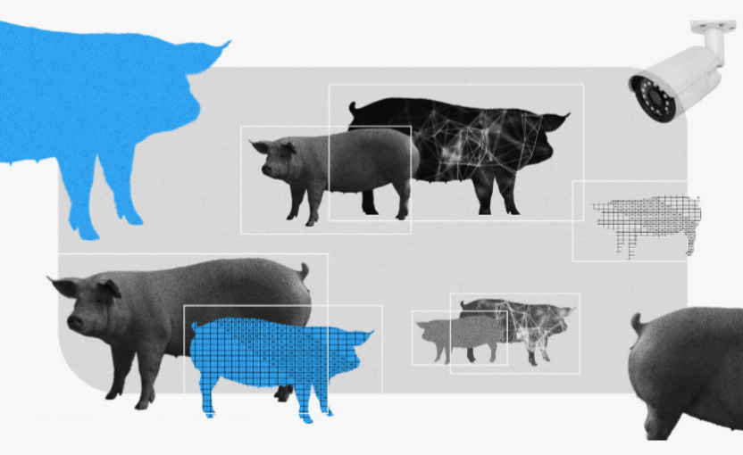 ИИ из Иннополиса научился взвешивать свиней по видео без контакта