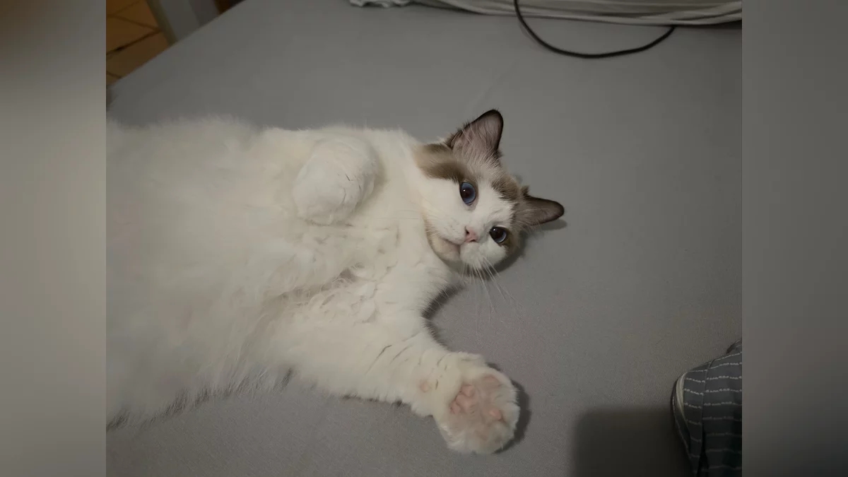 Кошка спасла компьютер и, возможно, квартиру владельца RTX 4090 от возгорания, предупредив хозяина мяуканием