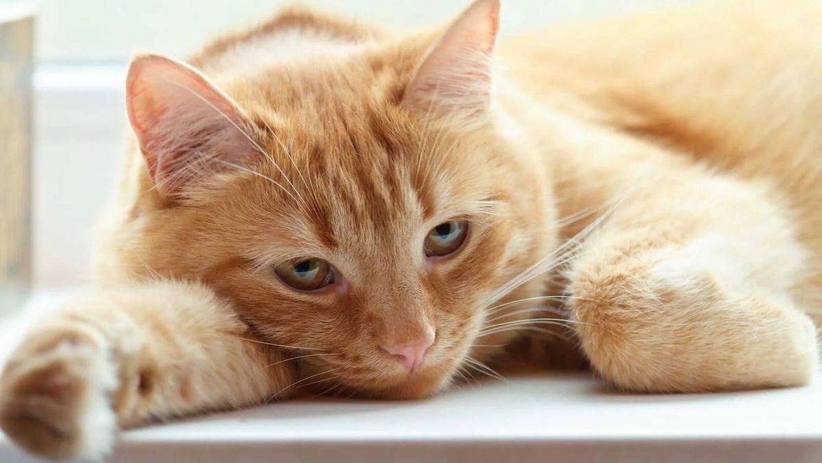 Италия разрешила работникам брать до трёх дней отпуск для ухода за больным питомцем