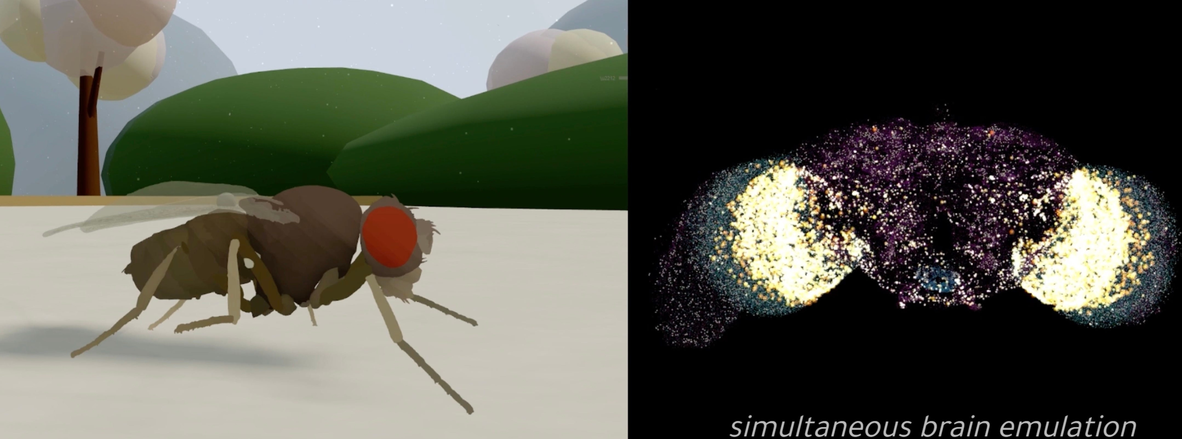 Учёные запустили компьютерную эмуляцию мозга плодовой мушки