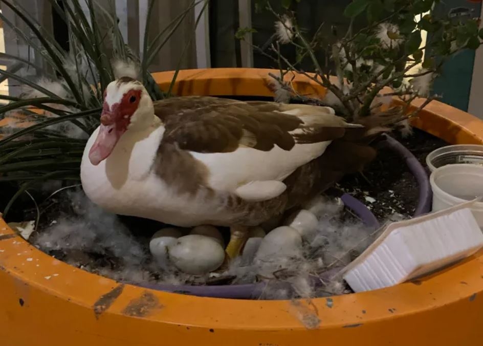 Жители Остина выступили против робомобилей после смерти утки